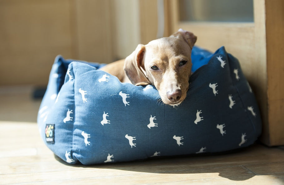 How to Choose the Best Dog Beds for Large Dogs